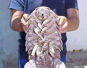 Lembra do Tatuí gigante?