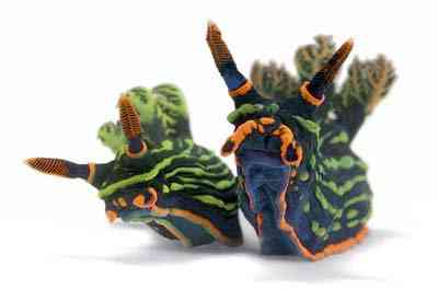 2499634112_9bd4ca6b02_o