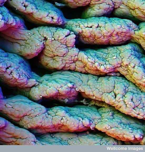 Você visto de perto