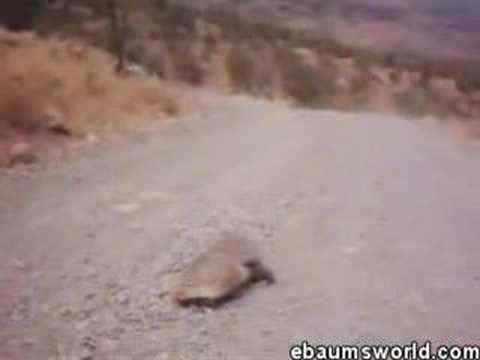 Tentativa de estupro gravada em video