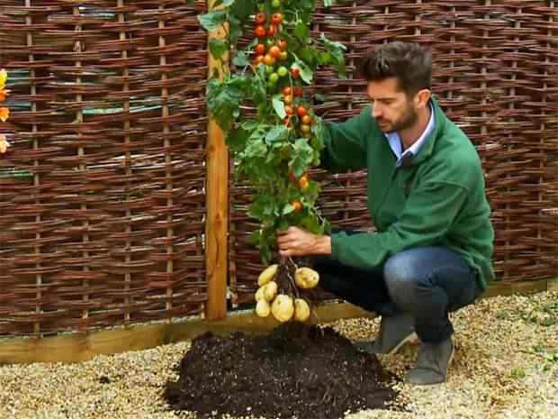 A planta que dá tomate e batata