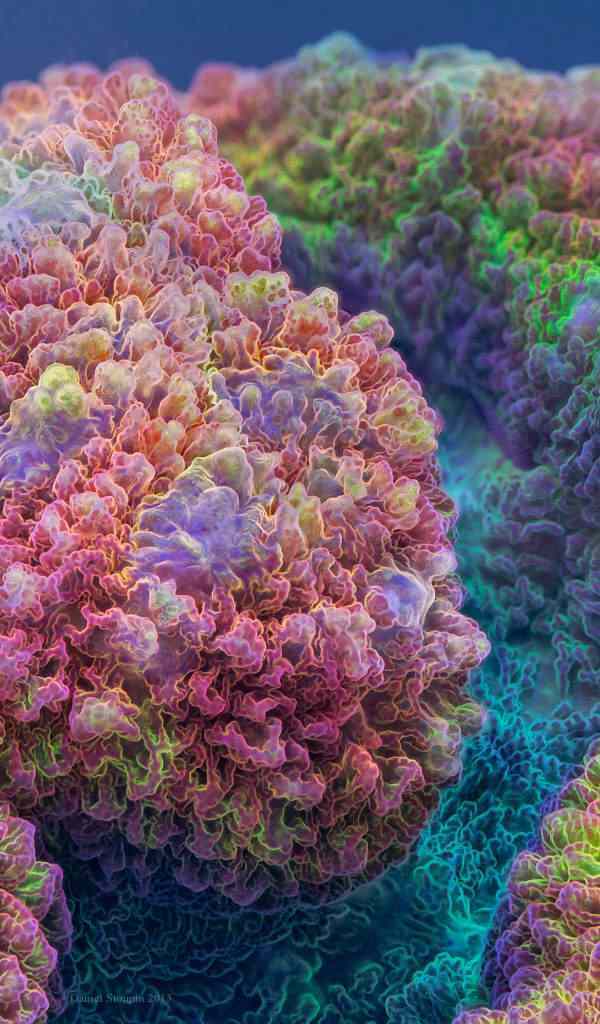 Foto Gump do dia: um coral fluorescente