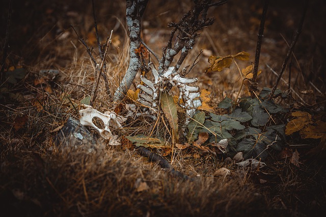 Cozinhando mato para não morrer de fome: A terrível realidade da fome no Iêmen