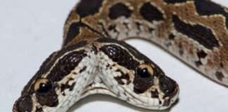 Cobra venenosa de duas cabeças surge na Índia