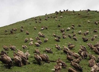 Sepultamento celestial no Tibete (AVISO: não recomendado para pessoas impressionáveis)