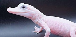 Conheça o Tiny Gator