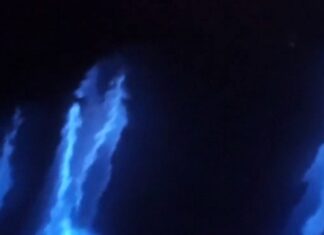 Golfinhos luminosos acompanharam um barco