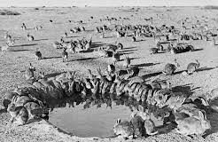 A superpopulação de coelhos