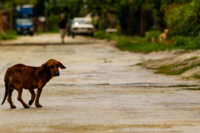 brown short coated dog walking on gray sand during daytime