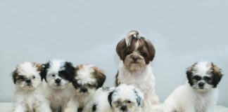 Shi Tzu: Origens, Dicas e Cuidados Especiais para o Seu Amigo Peludinho Shitzu a group of small dogs sitting on top of a table
