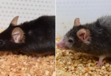 Conseguiram reverter o envelhecimento?