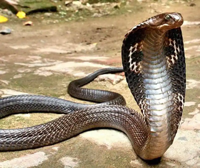 King Cobra.jpg | Animais | animais, cobra, cobras, curioso, perigoso, serpentes, víboras