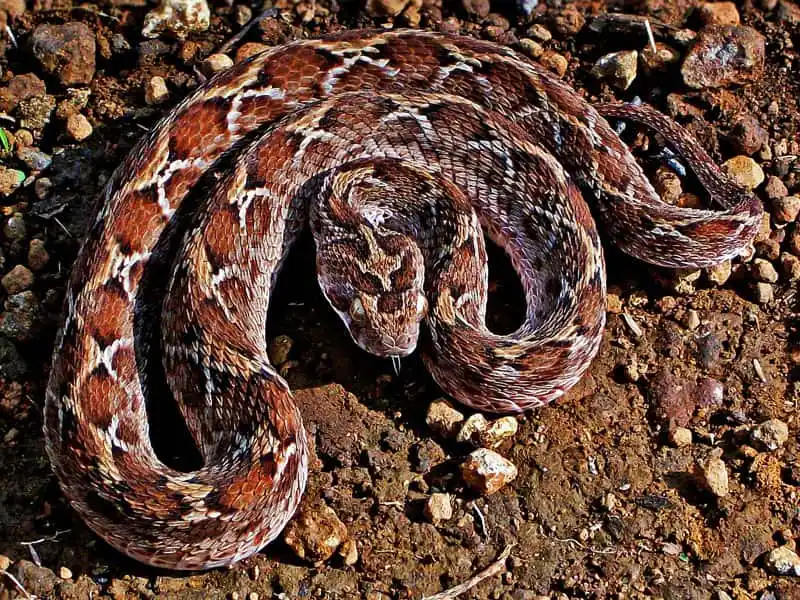 Saw Scaled Viper.jpg | Animais | animais, cobra, cobras, curioso, perigoso, serpentes, víboras