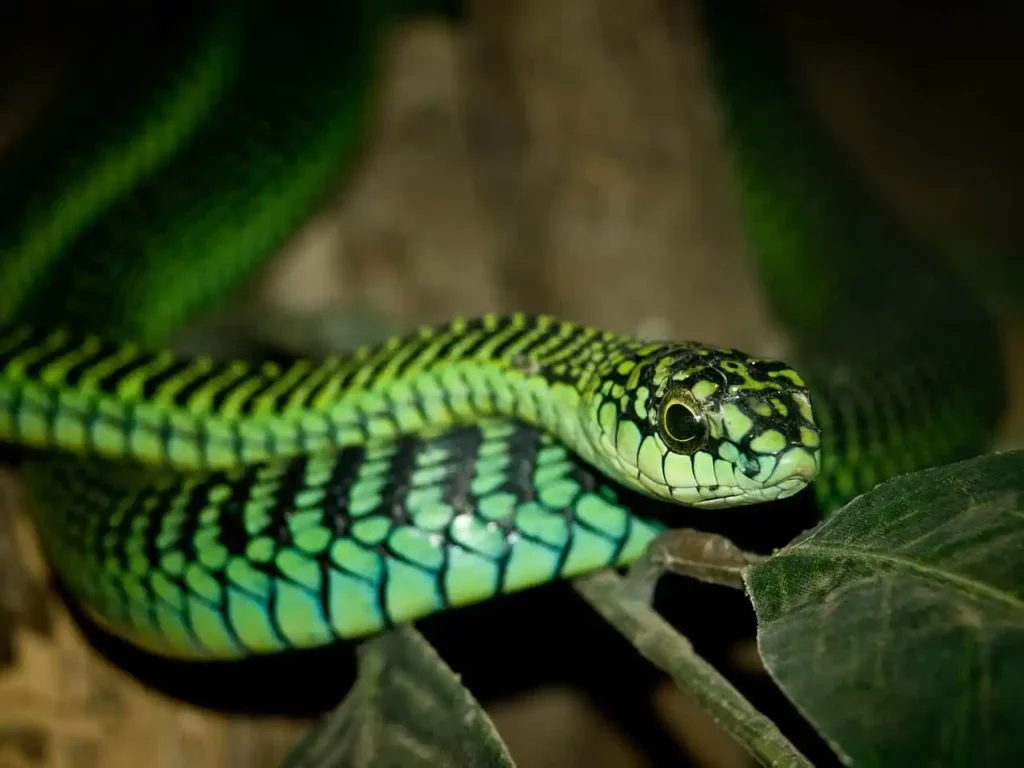 Boomslang.jpg | Animais | animais, cobra, cobras, curioso, perigoso, serpentes, víboras