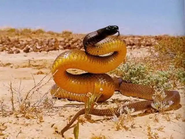 Inland Taipan.jpg | Animais | animais, cobra, cobras, curioso, perigoso, serpentes, víboras