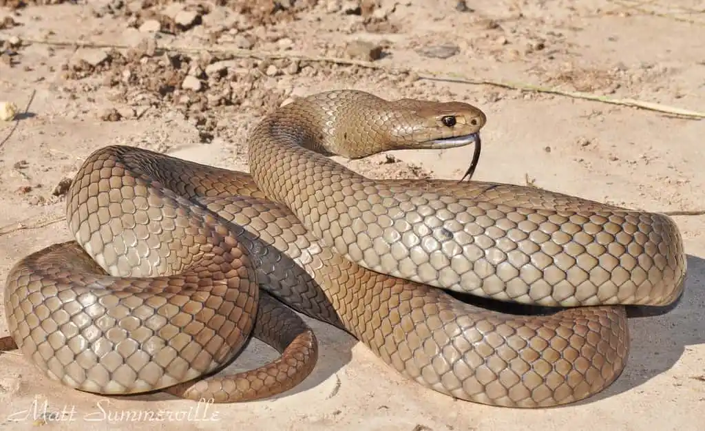 Eastern Brown Snake.jpg | Animais | animais, cobra, cobras, curioso, perigoso, serpentes, víboras