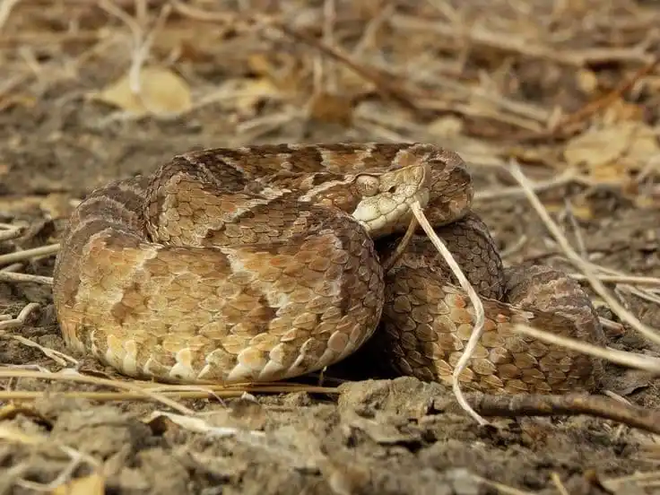 Common Lacehead.jpg | Animais | animais, cobra, cobras, curioso, perigoso, serpentes, víboras