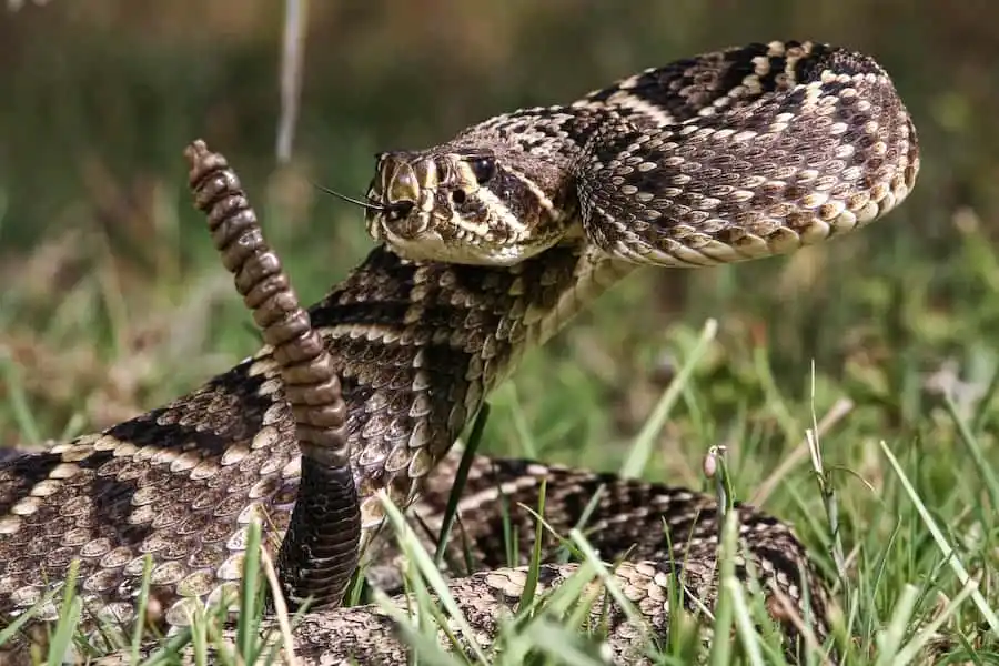 Eastern Diamondback Rattlesnake.jpg | Animais | animais, cobra, cobras, curioso, perigoso, serpentes, víboras