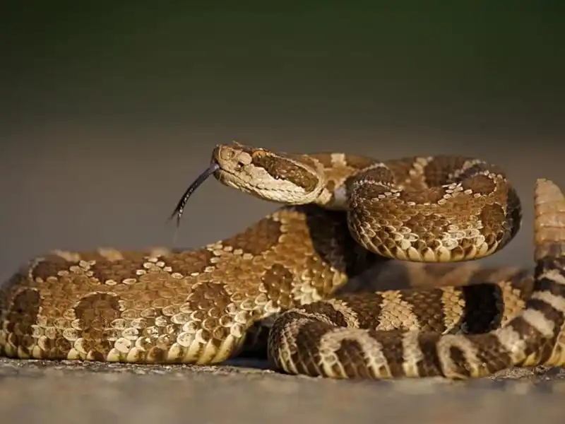 Western Diamondback Rattlesnake.jpg | Animais | animais, cobra, cobras, curioso, perigoso, serpentes, víboras