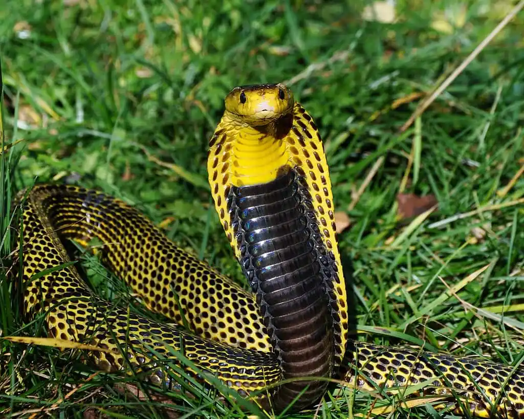 Philippine Cobra.jpg | Animais | animais, cobra, cobras, curioso, perigoso, serpentes, víboras