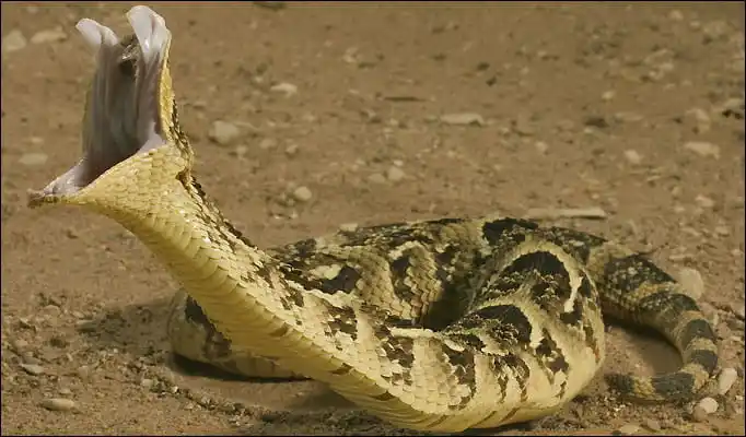 Puff adder.jpg | Animais | animais, cobra, cobras, curioso, perigoso, serpentes, víboras