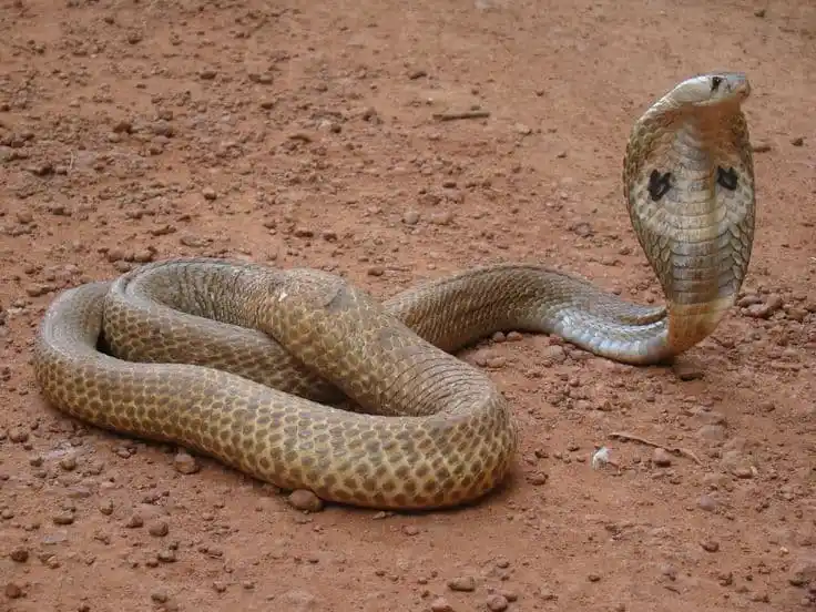 Indian Cobra.jpg | Animais | animais, cobra, cobras, curioso, perigoso, serpentes, víboras