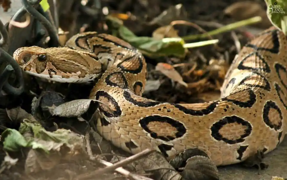 Russels Viper.jpg | Animais | animais, cobra, cobras, curioso, perigoso, serpentes, víboras
