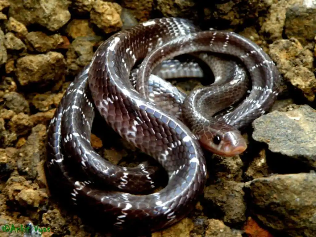 Common Krait.jpg | Animais | animais, cobra, cobras, curioso, perigoso, serpentes, víboras