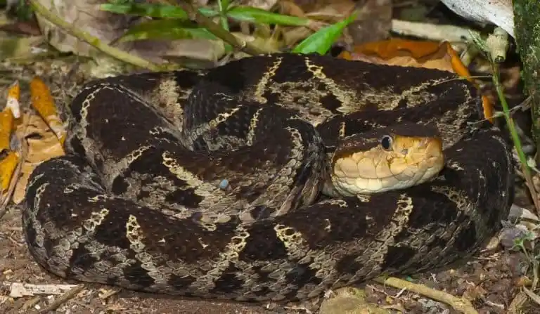 Terciopelo Viper.jpg | Animais | animais, cobra, cobras, curioso, perigoso, serpentes, víboras