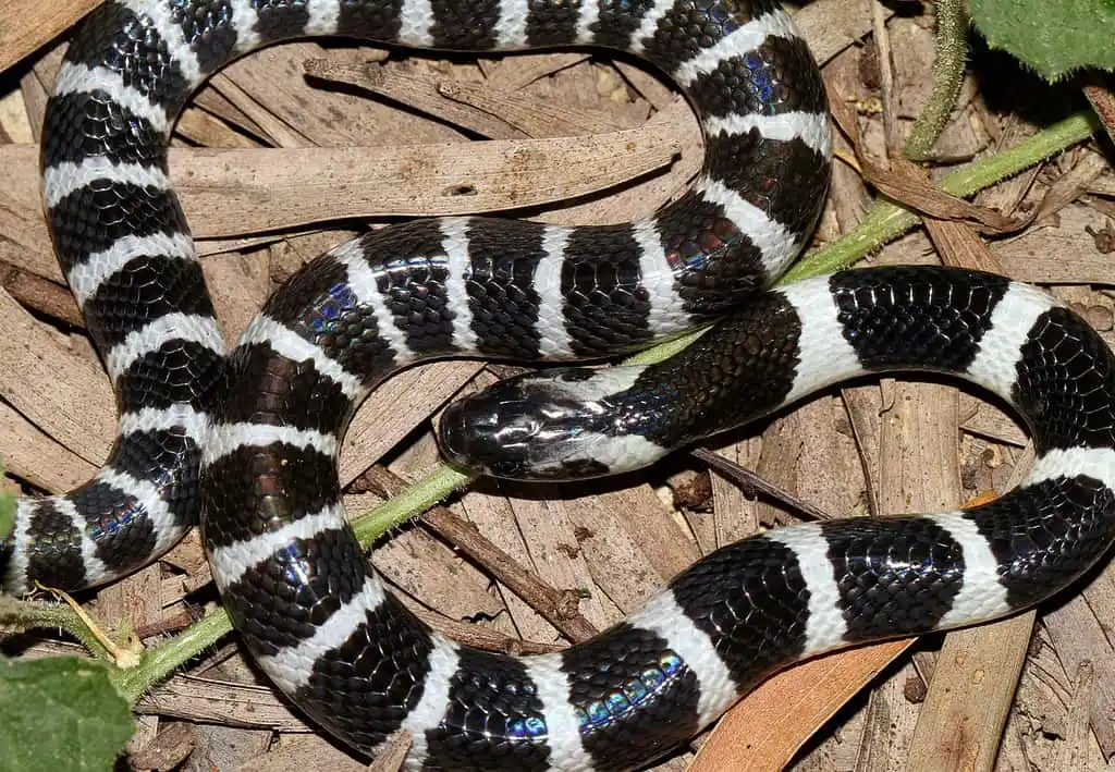 Many banded krait.jpg | Animais | animais, cobra, cobras, curioso, perigoso, serpentes, víboras