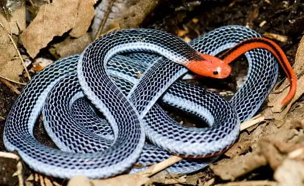 Malayan Snake.jpg | Animais | animais, cobra, cobras, curioso, perigoso, serpentes, víboras