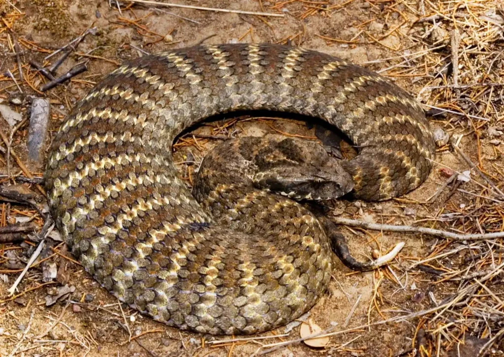 Common death adder.jpg | Animais | animais, cobra, cobras, curioso, perigoso, serpentes, víboras