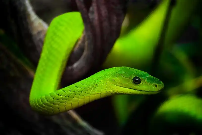 Green mambas.jpg | Animais | animais, cobra, cobras, curioso, perigoso, serpentes, víboras