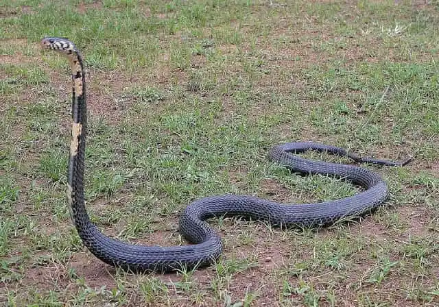 Forest cobra.jpg | Animais | animais, cobra, cobras, curioso, perigoso, serpentes, víboras