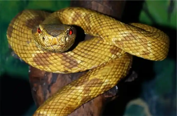 Jararaca.jpg | Animais | animais, cobra, cobras, curioso, perigoso, serpentes, víboras