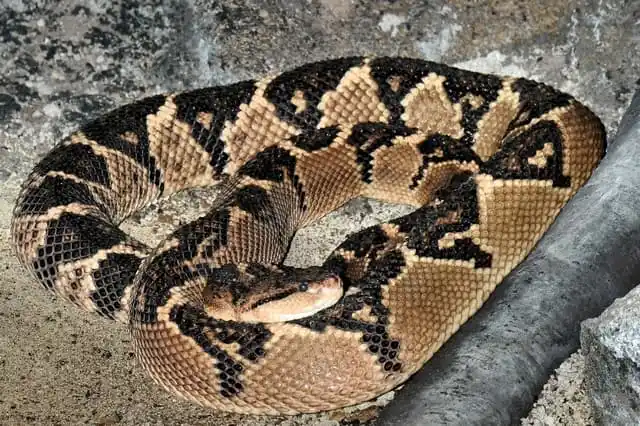 South American bushmaster.jpg | Animais | animais, cobra, cobras, curioso, perigoso, serpentes, víboras