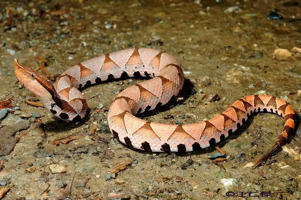 Sharp nosed pit viper.jpg | Animais | animais, cobra, cobras, curioso, perigoso, serpentes, víboras