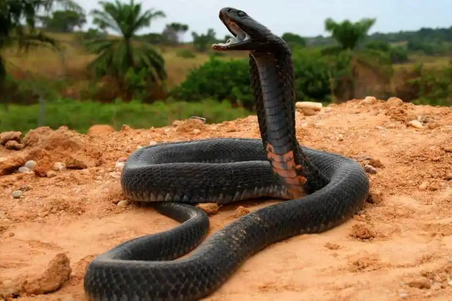 Black necked spitting cobra.jpg | Animais | animais, cobra, cobras, curioso, perigoso, serpentes, víboras