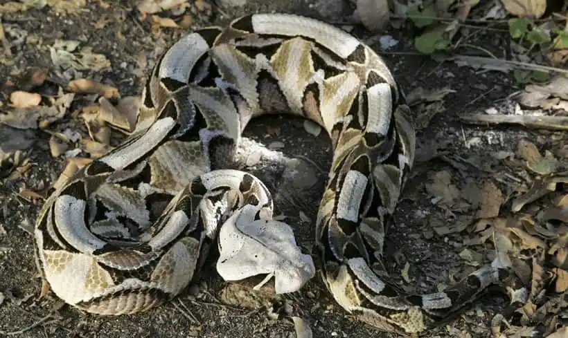 Gaboon viper.jpg | Animais | animais, cobra, cobras, curioso, perigoso, serpentes, víboras
