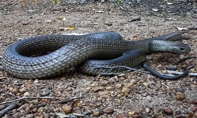 Dugite.jpg | Animais | animais, cobra, cobras, curioso, perigoso, serpentes, víboras