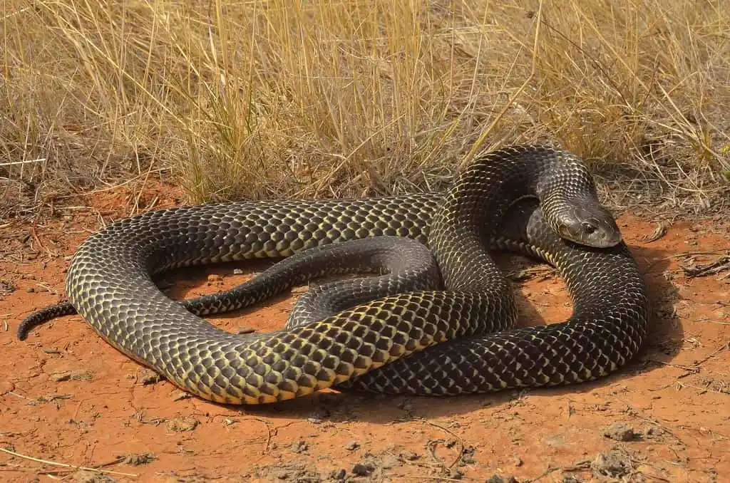 King brown snake or Mulga snake.jpg | Animais | animais, cobra, cobras, curioso, perigoso, serpentes, víboras