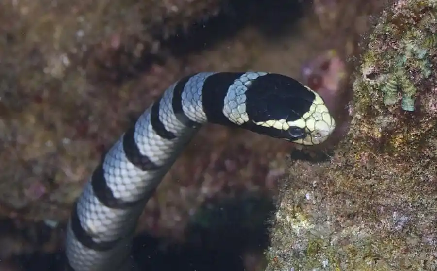 Belchers Sea Snake.jpg | Animais | animais, cobra, cobras, curioso, perigoso, serpentes, víboras
