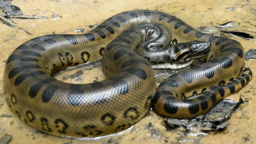 Anaconda.jpg | Animais | animais, cobra, cobras, curioso, perigoso, serpentes, víboras
