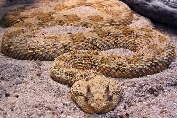 Desert Horned Viper.jpg | Animais | animais, cobra, cobras, curioso, perigoso, serpentes, víboras