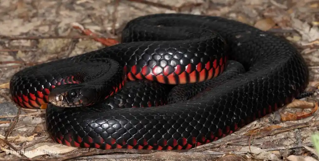Red bellied black snake.jpg | Animais | animais, cobra, cobras, curioso, perigoso, serpentes, víboras