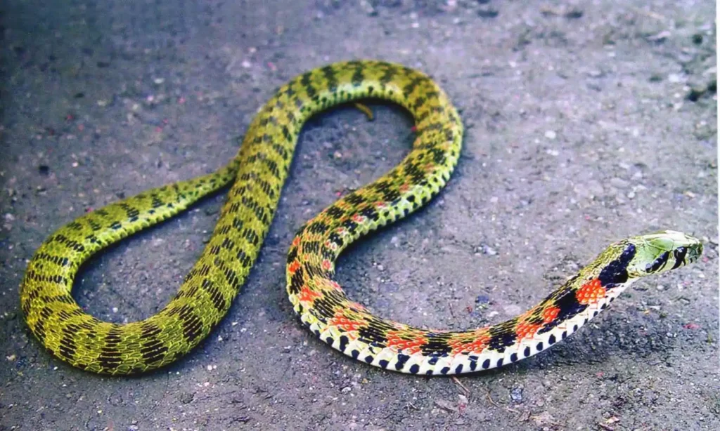 Tiger Keelback.jpg | Animais | animais, cobra, cobras, curioso, perigoso, serpentes, víboras