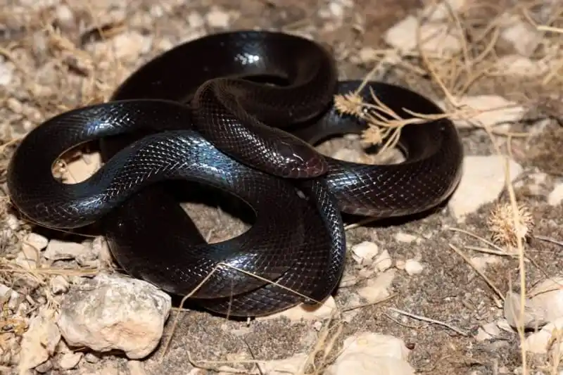 Burrowing Asp.jpg | Animais | animais, cobra, cobras, curioso, perigoso, serpentes, víboras