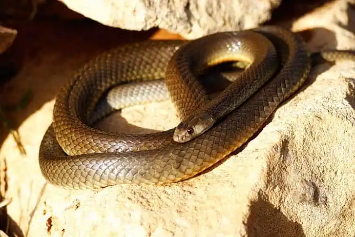 Western Brown snake.jpg | Animais | animais, cobra, cobras, curioso, perigoso, serpentes, víboras