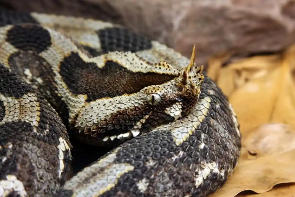 Rhinoceros viper.jpg | Animais | animais, cobra, cobras, curioso, perigoso, serpentes, víboras