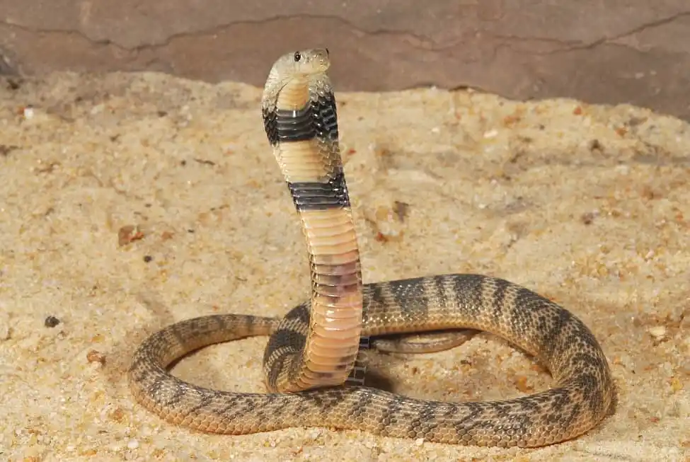 Caspian cobra.jpg | Animais | animais, cobra, cobras, curioso, perigoso, serpentes, víboras